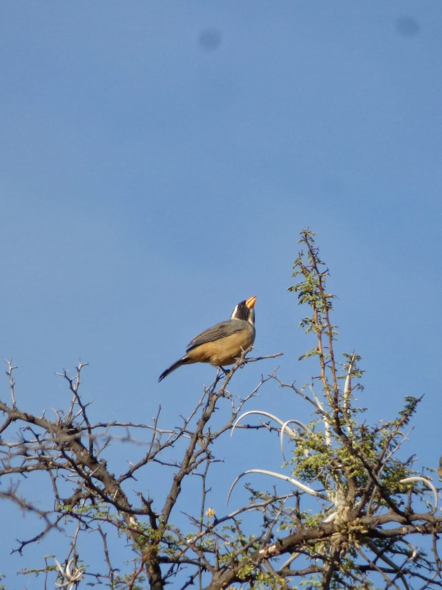 Golden-billed Saltator - ML642678829