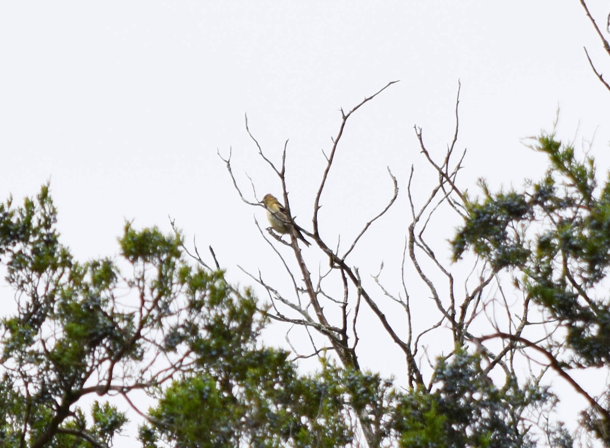 American Goldfinch - ML642678830