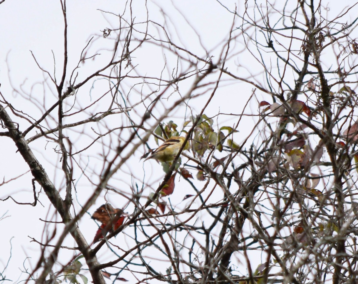 American Goldfinch - ML642678831