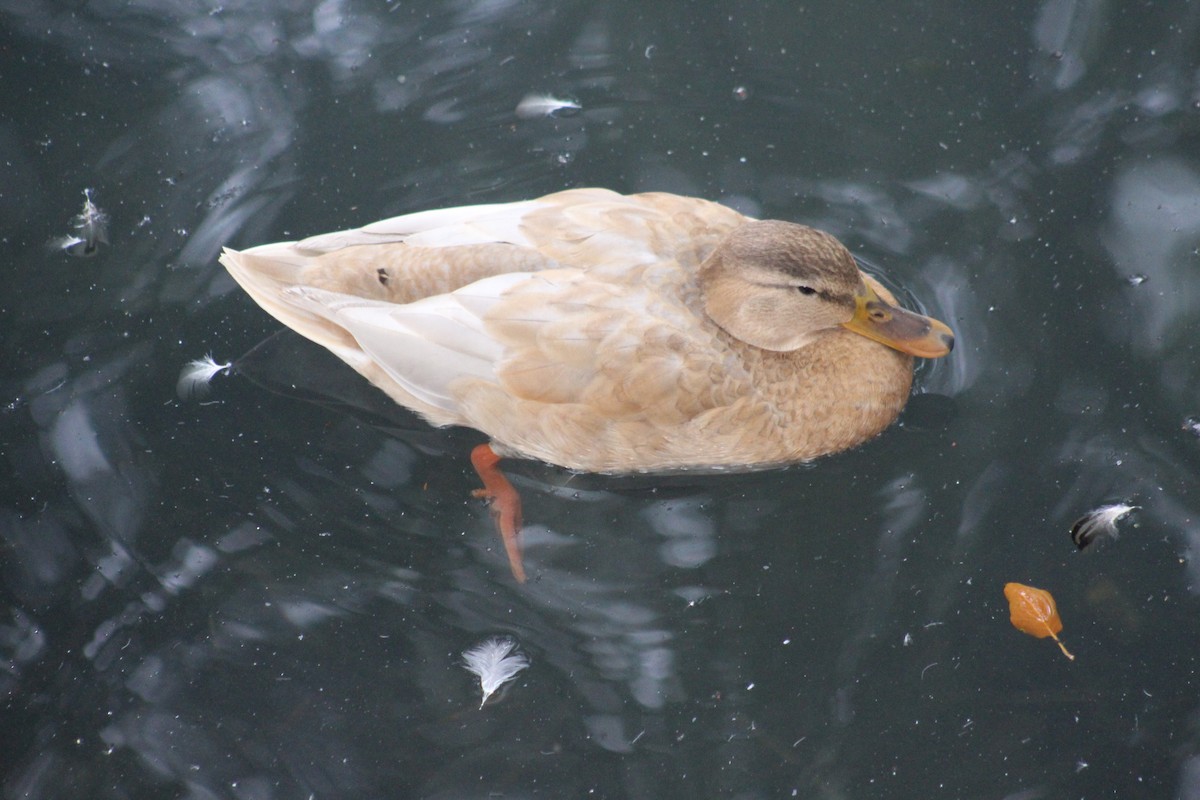 Mallard - ML642678832