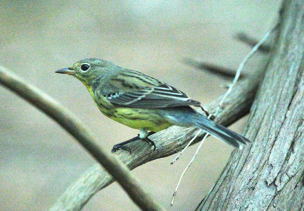 Kirtland's Warbler - ML642678833