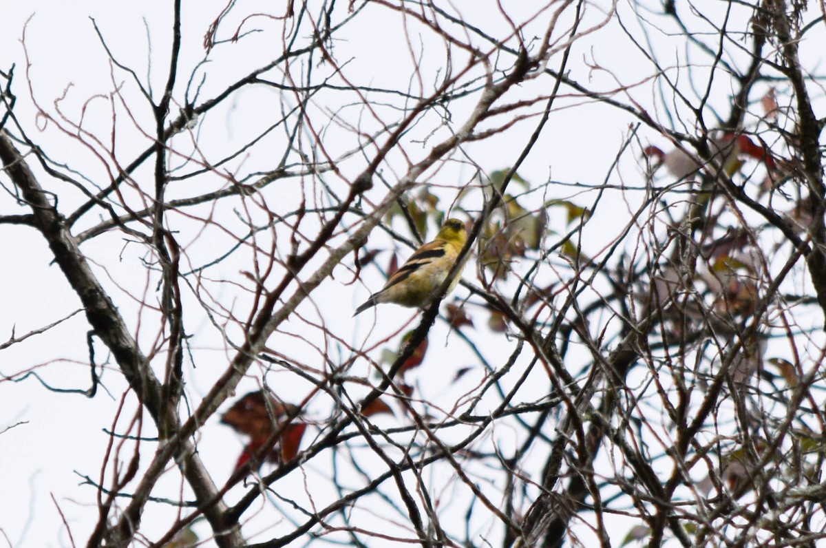 American Goldfinch - ML642678835