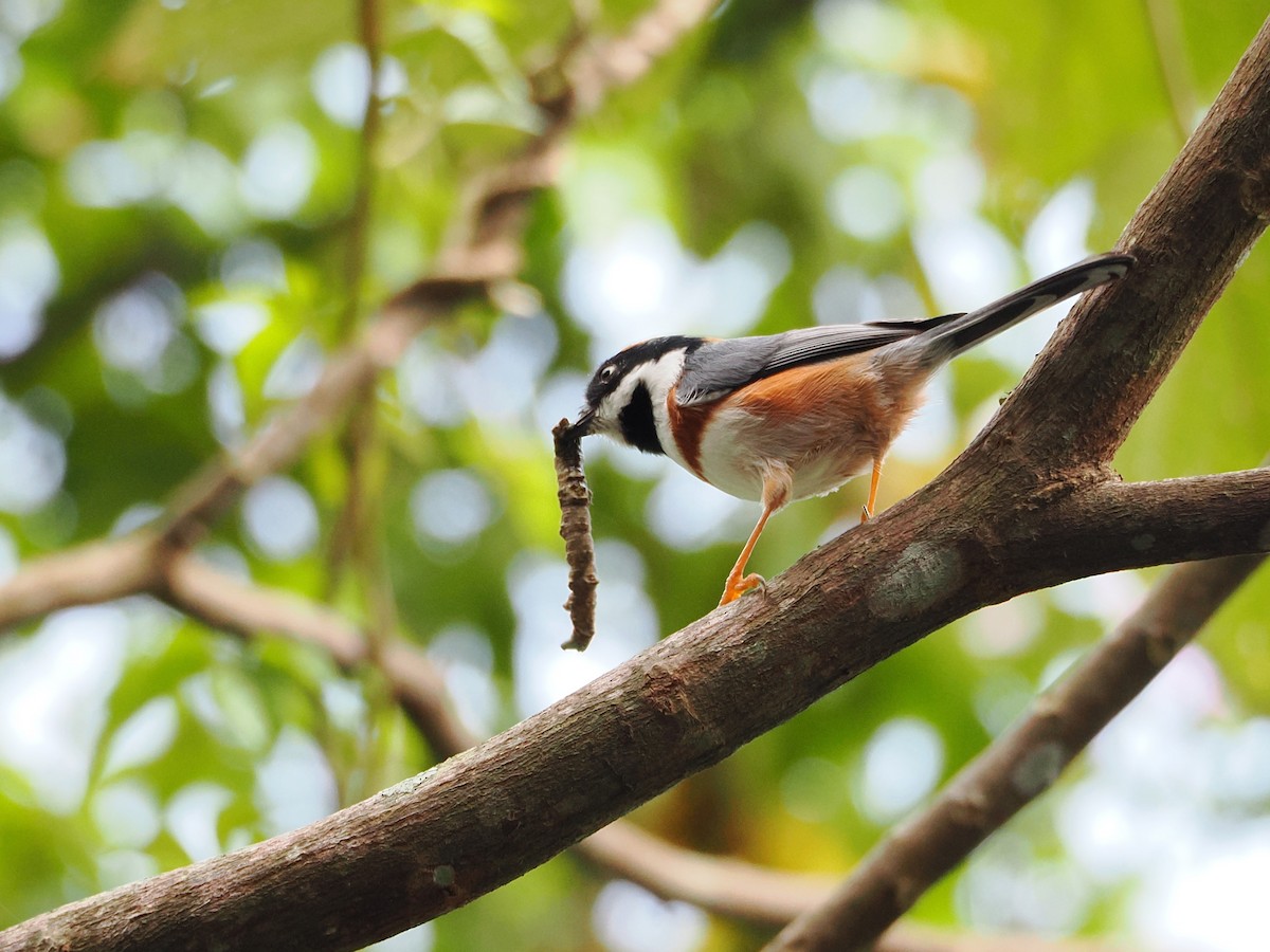 Black-throated Tit (Black-throated) - ML642678838