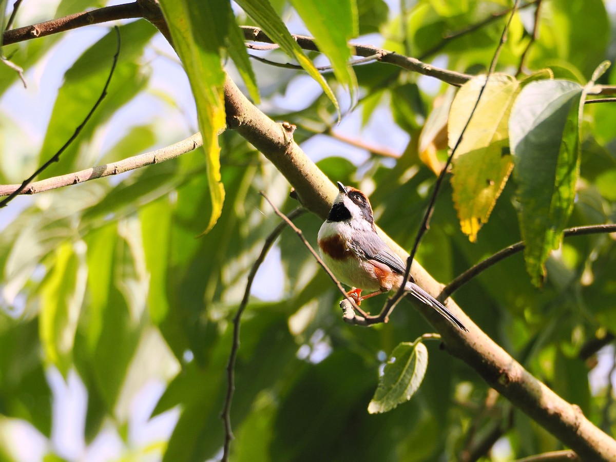 Black-throated Tit (Black-throated) - ML642678839