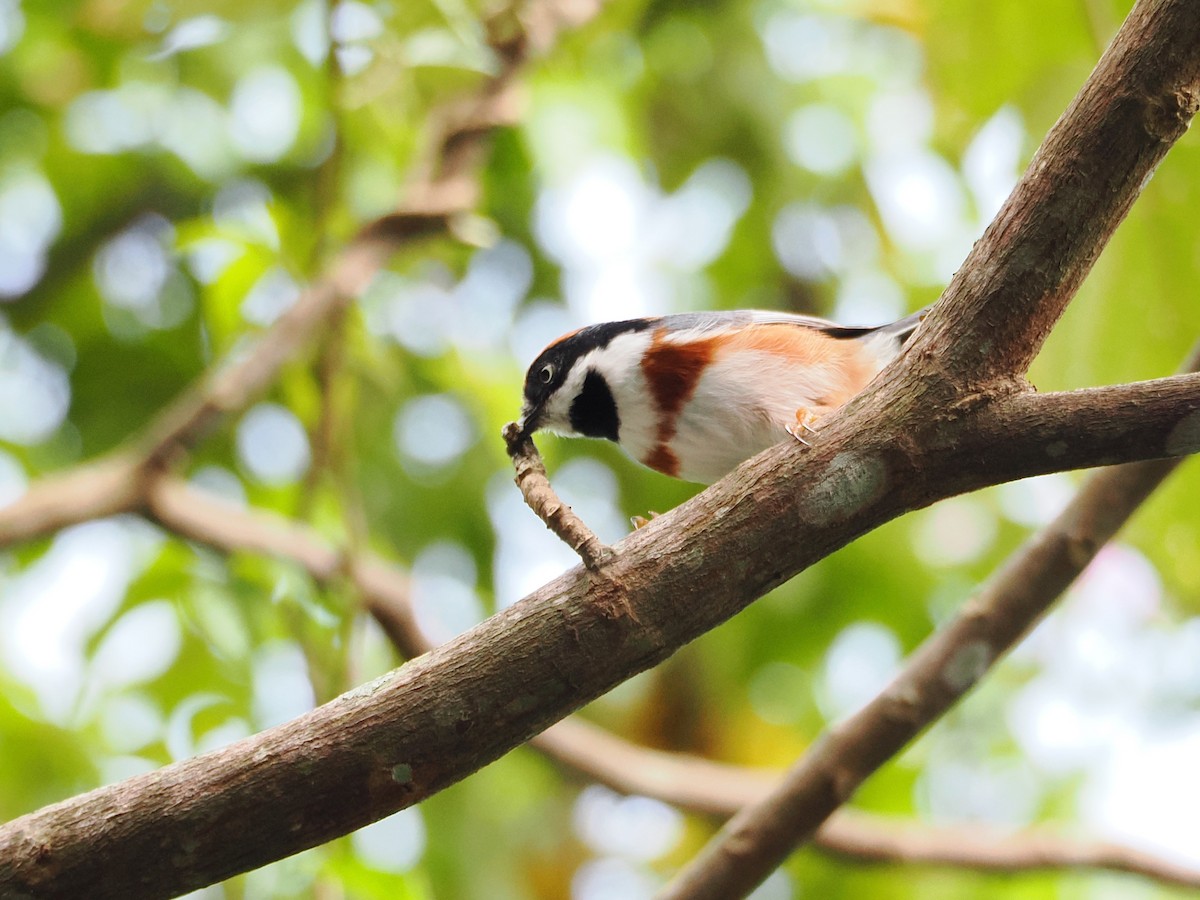 Black-throated Tit (Black-throated) - ML642678841