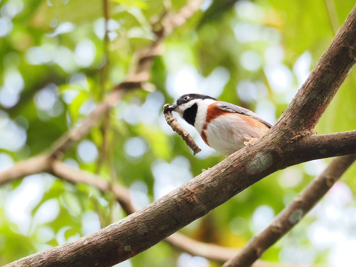 Black-throated Tit (Black-throated) - ML642678842