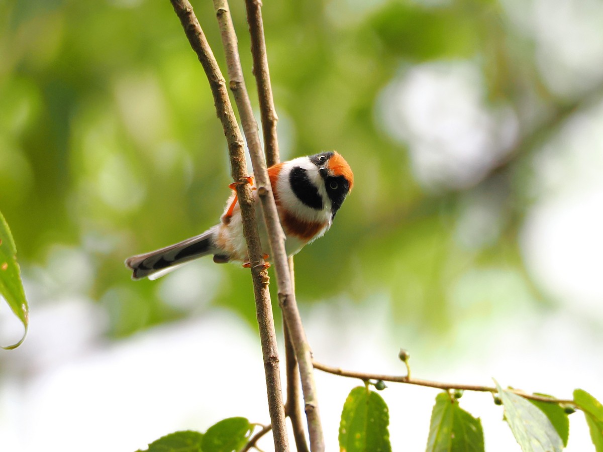 Black-throated Tit (Black-throated) - ML642678844