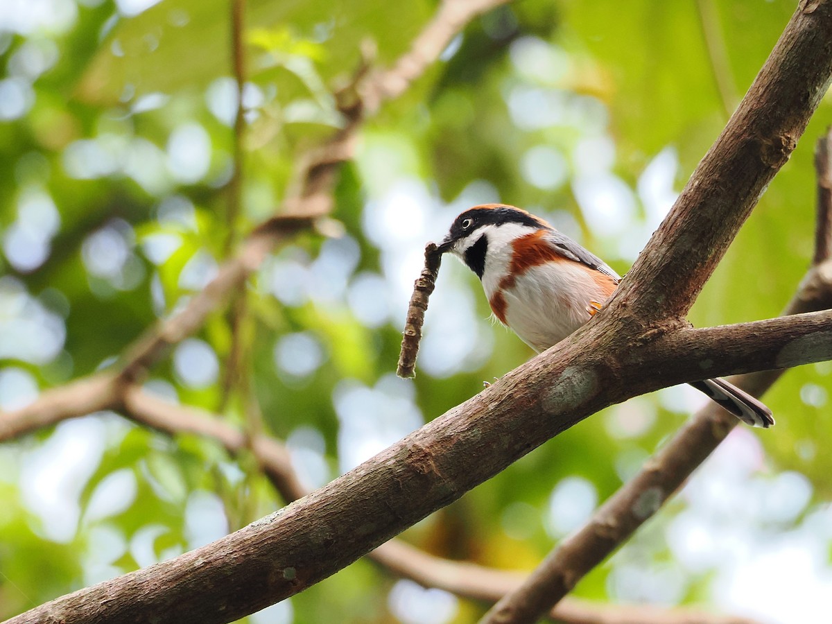 Black-throated Tit (Black-throated) - ML642678846