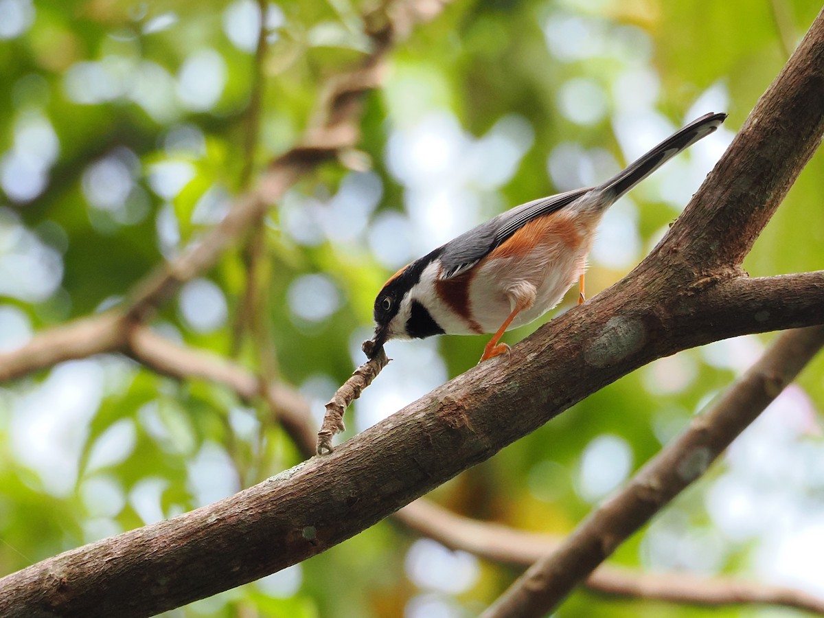 Black-throated Tit (Black-throated) - ML642678847