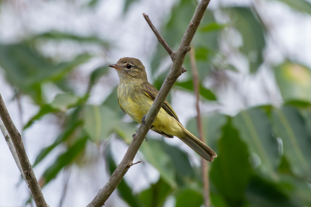 Greenish Elaenia - ML642678849