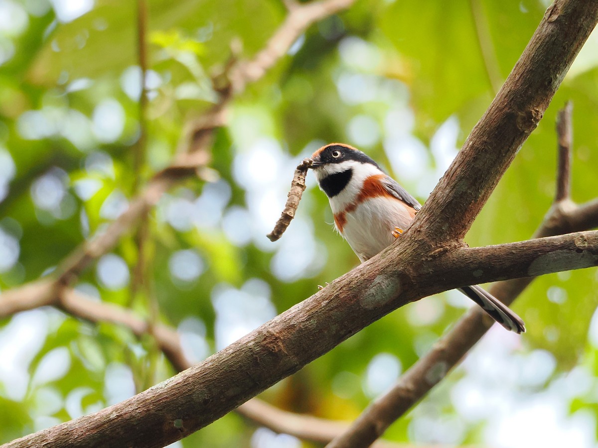 Black-throated Tit (Black-throated) - ML642678850