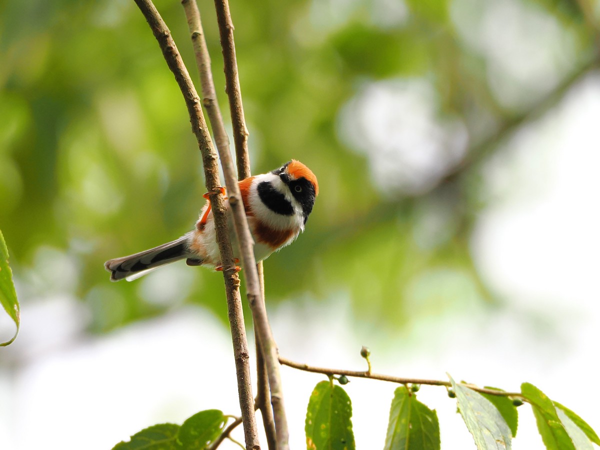 Black-throated Tit (Black-throated) - ML642678851