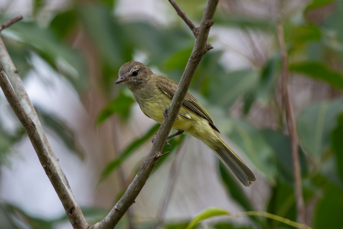 Greenish Elaenia - ML642678852