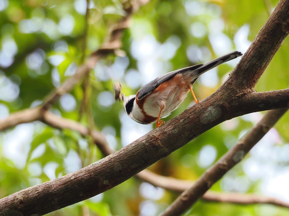 Black-throated Tit (Black-throated) - ML642678854