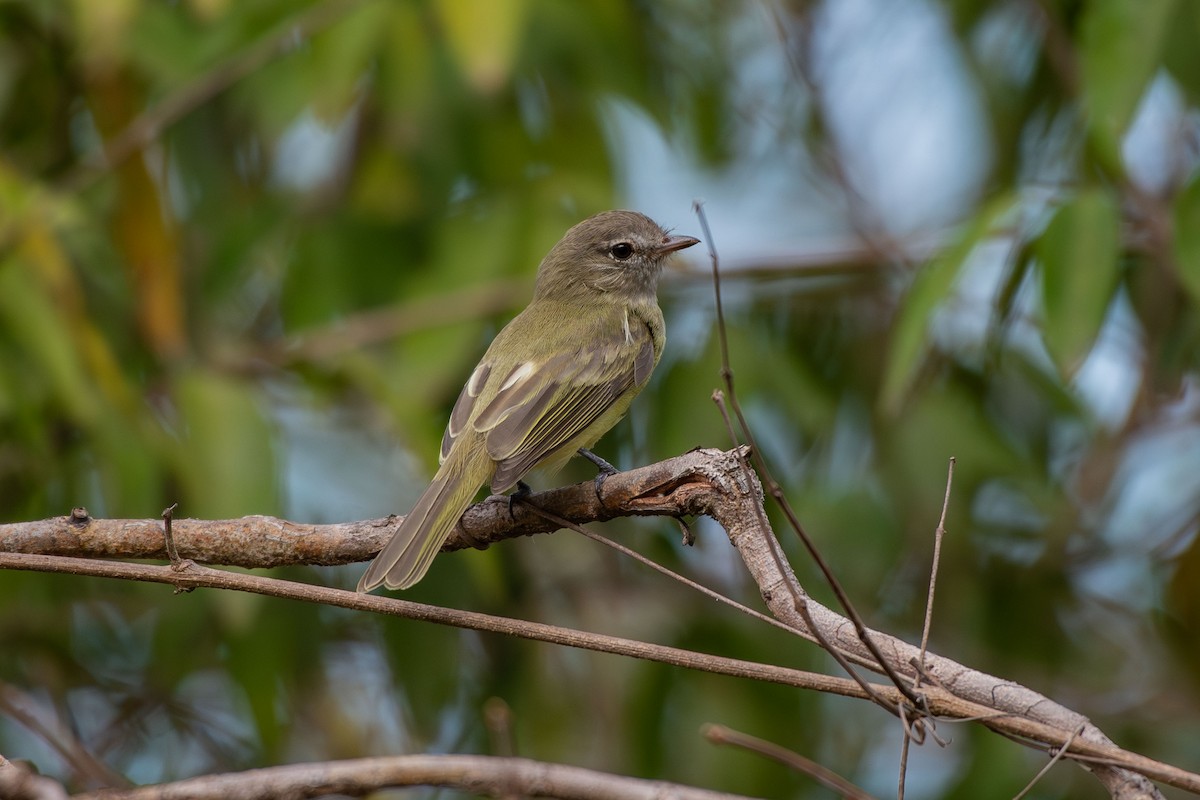 Greenish Elaenia - ML642678855