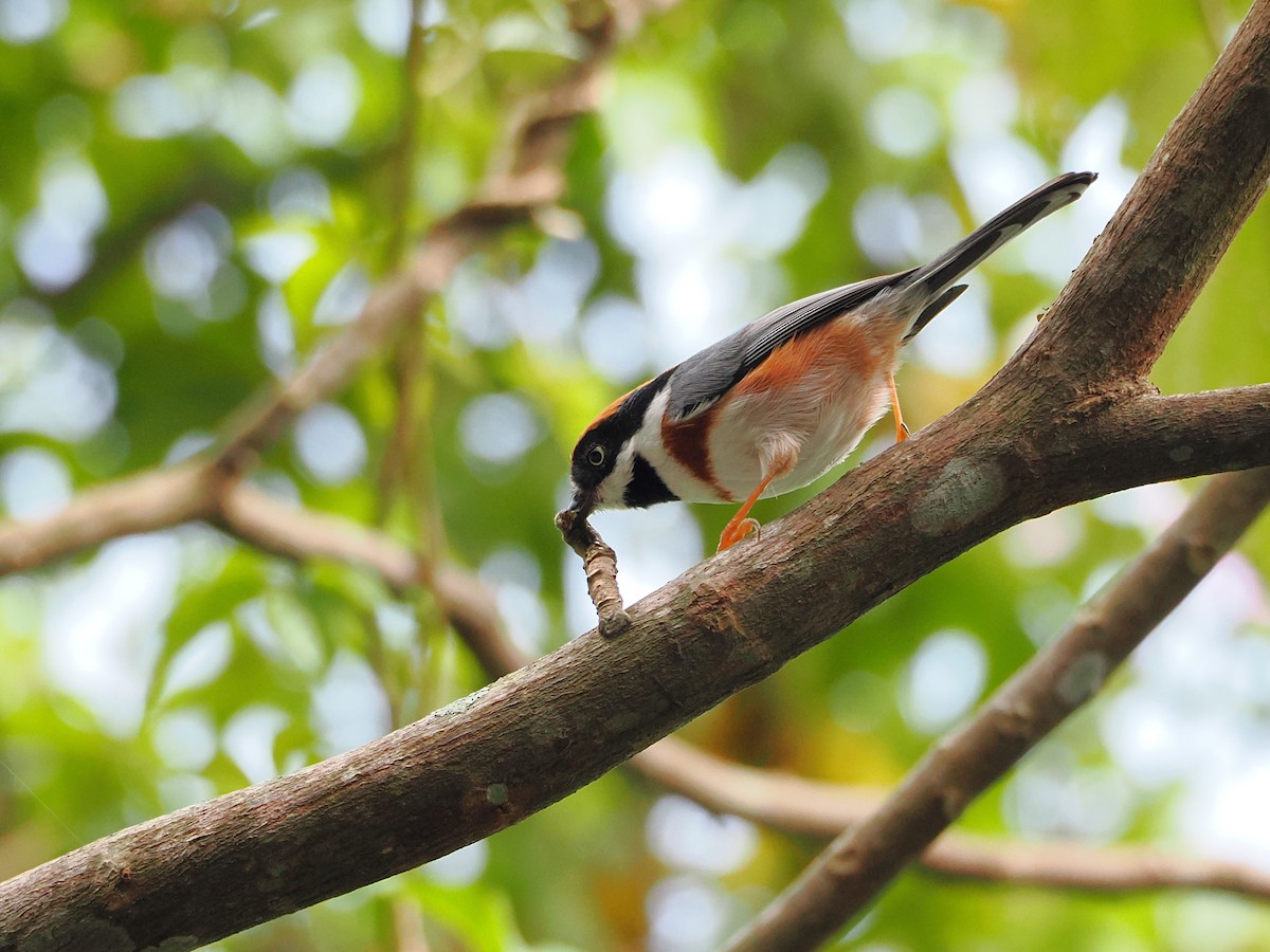 Black-throated Tit (Black-throated) - ML642678856