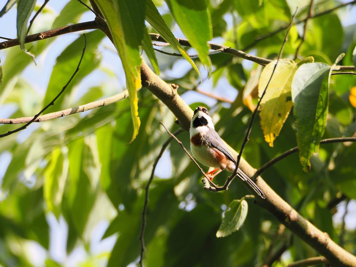 Black-throated Tit (Black-throated) - ML642678857