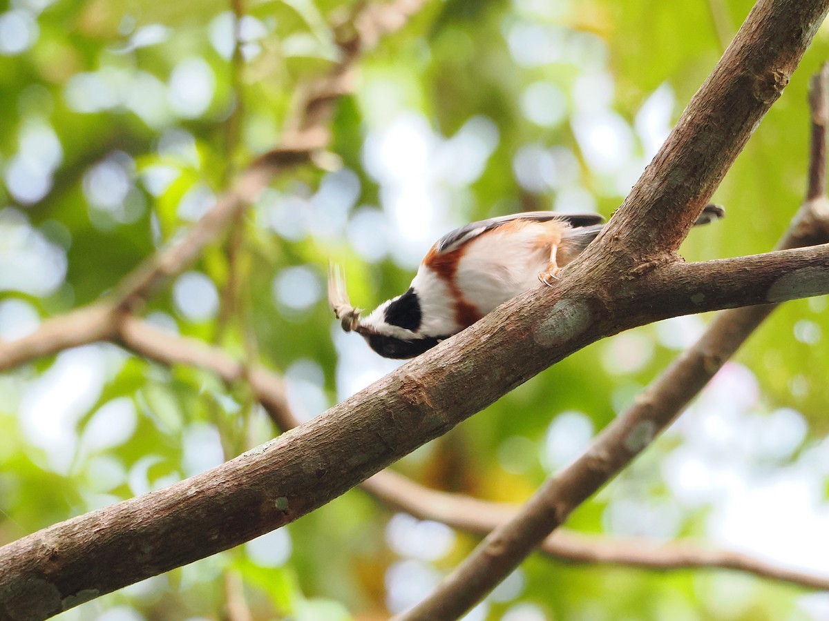Black-throated Tit (Black-throated) - ML642678858