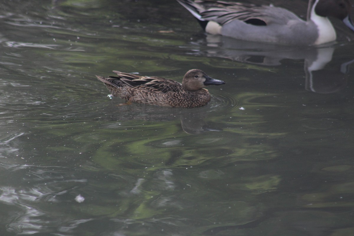 Blue-winged Teal - ML642678859