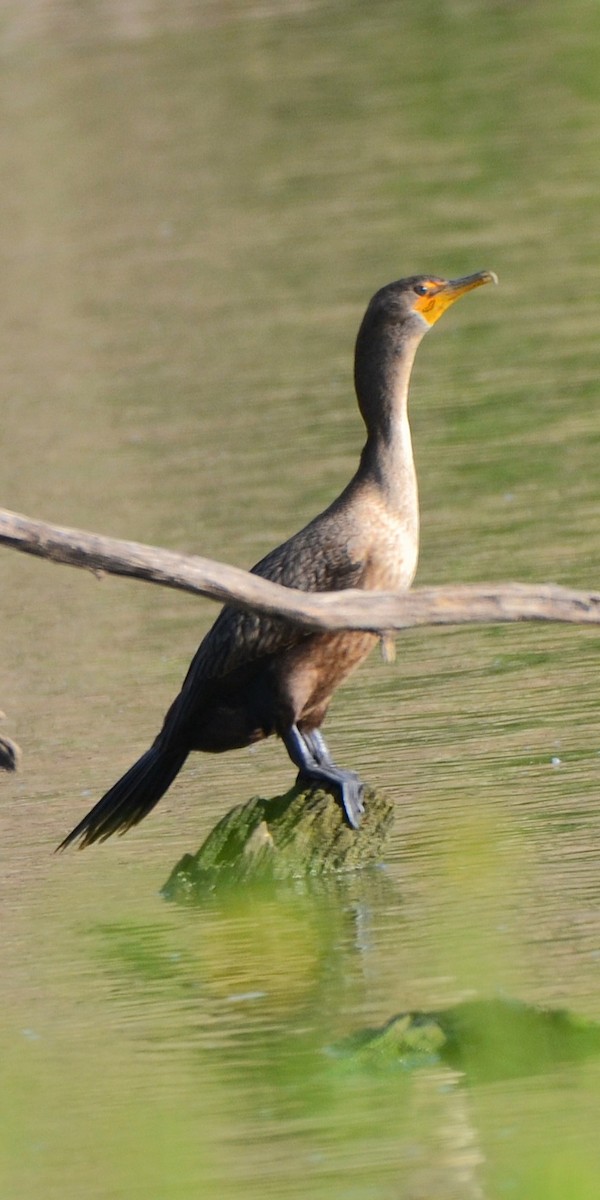 Double-crested Cormorant - ML642678862