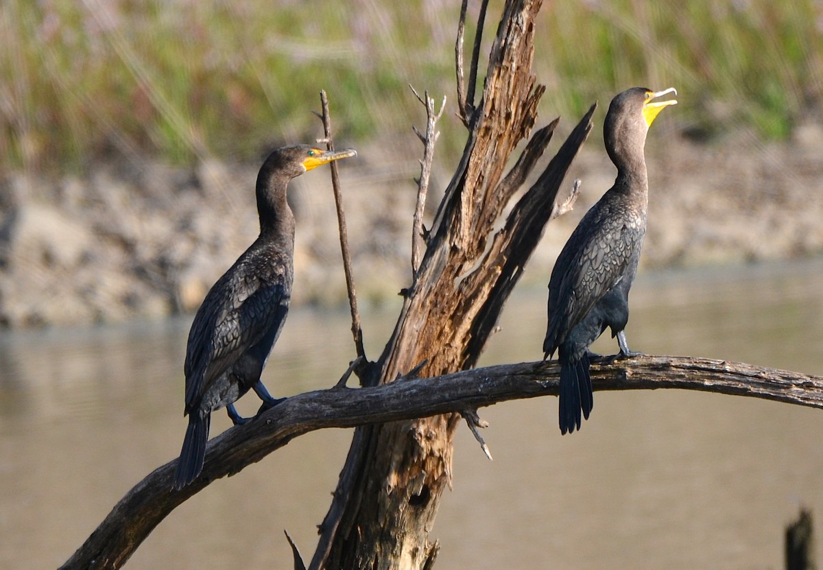 Double-crested Cormorant - ML642678863