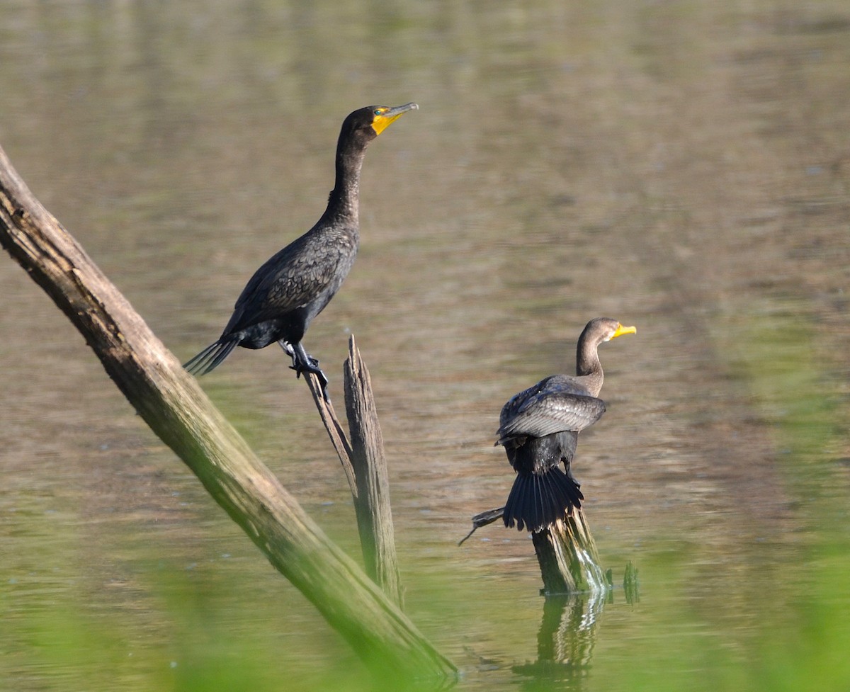 Double-crested Cormorant - ML642678864