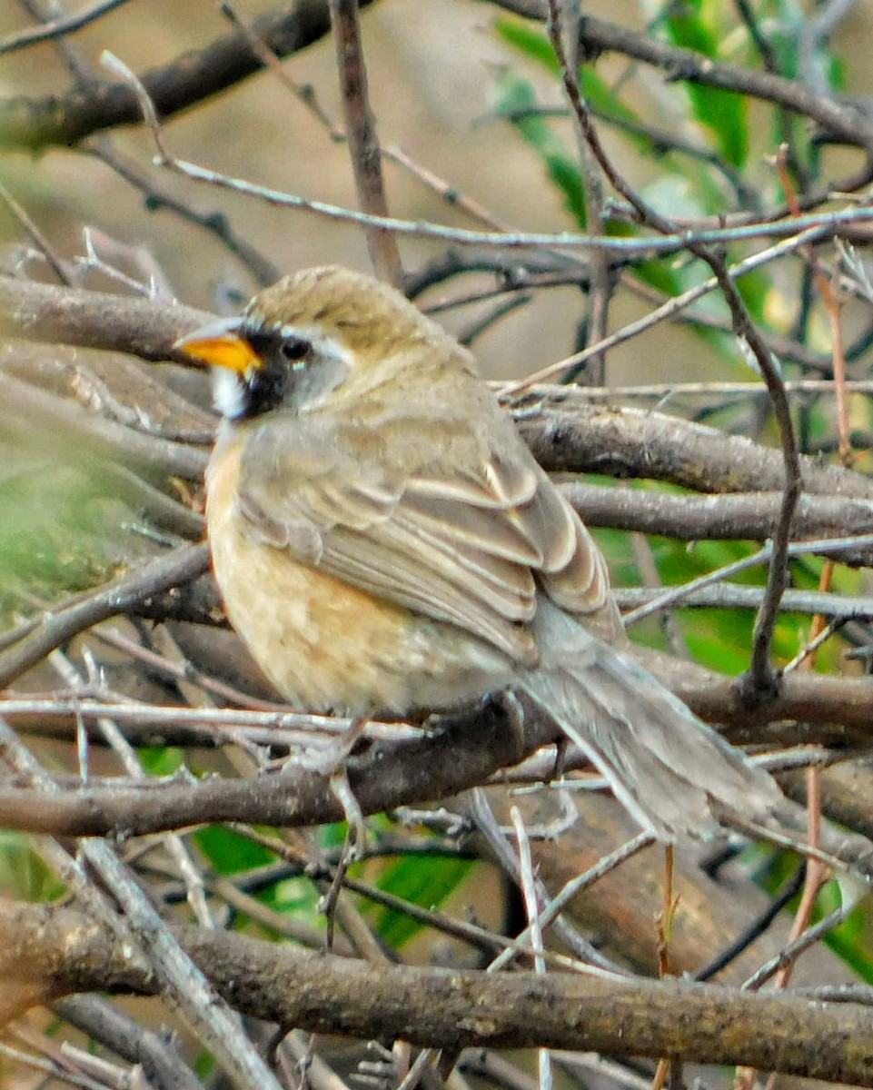 Many-colored Chaco Finch - ML642678868