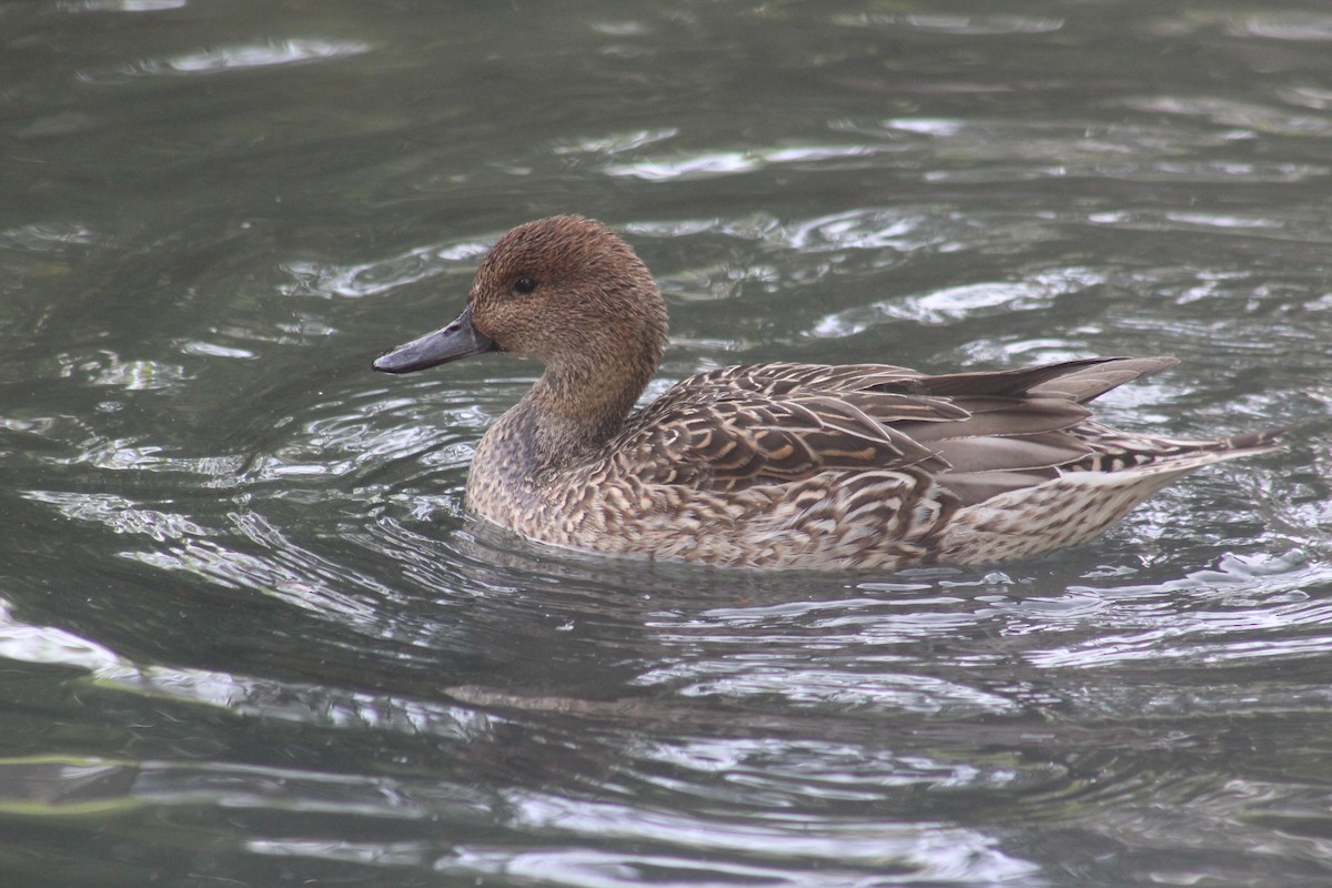 Northern Pintail - ML642678874