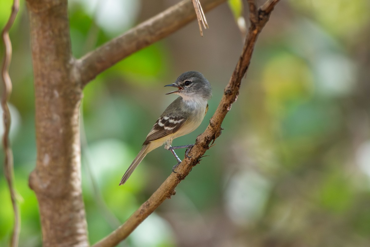 Plain Tyrannulet - ML642678875