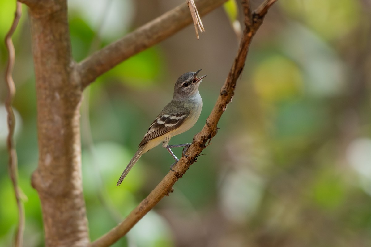 Plain Tyrannulet - ML642678876