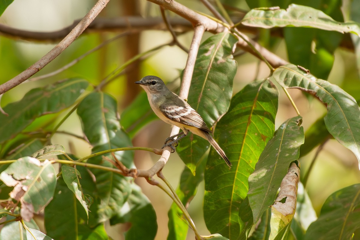 Plain Tyrannulet - ML642678877