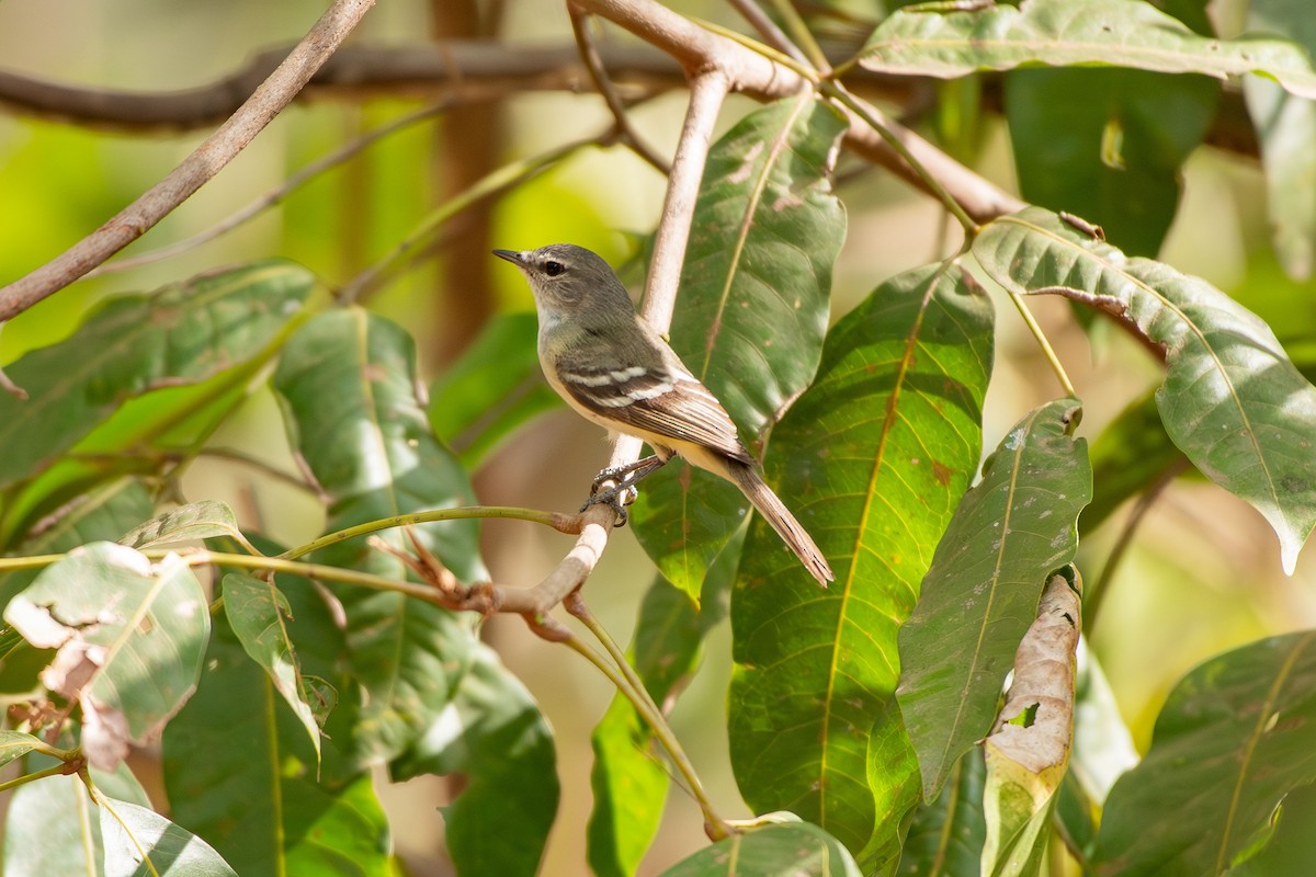 Plain Tyrannulet - ML642678878