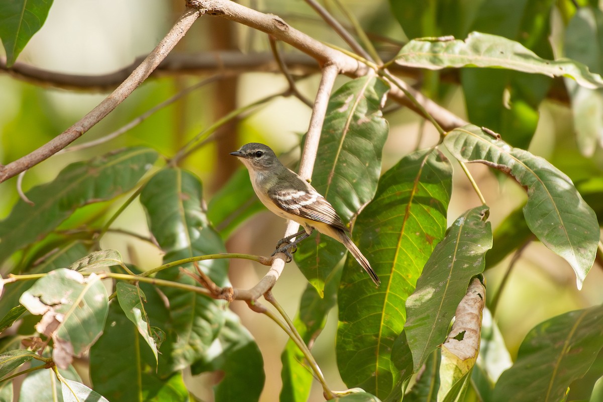 Plain Tyrannulet - ML642678879