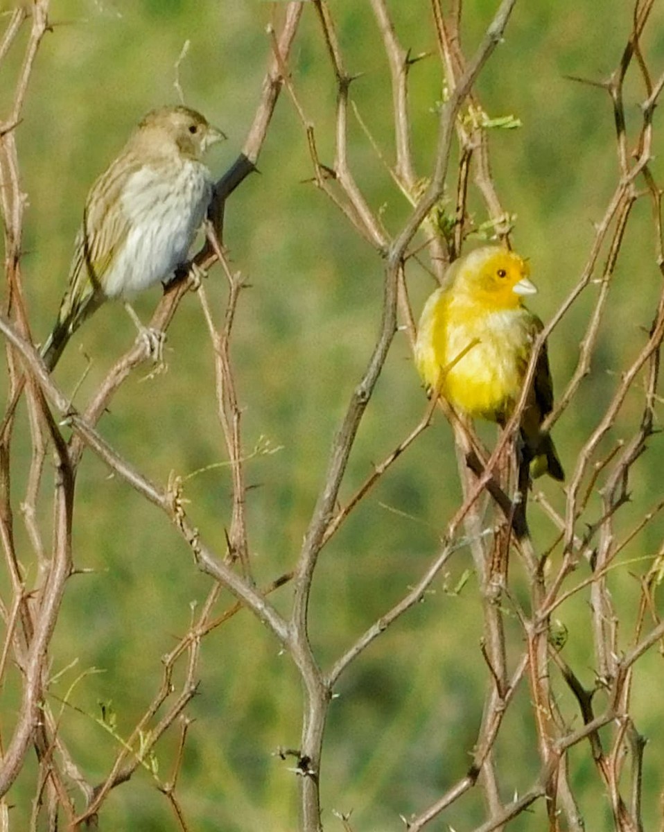 Saffron Finch - ML642678883
