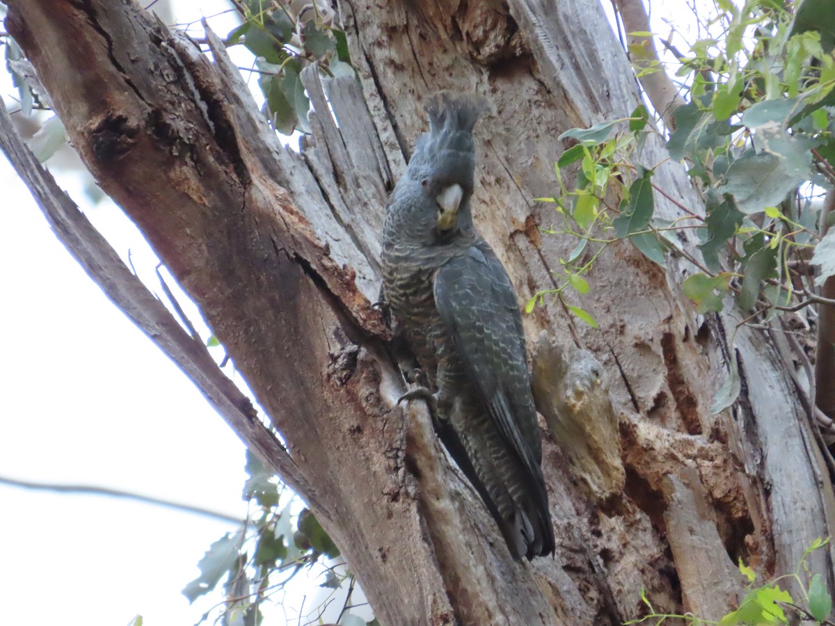 Gang-gang Cockatoo - Alistair Campbell