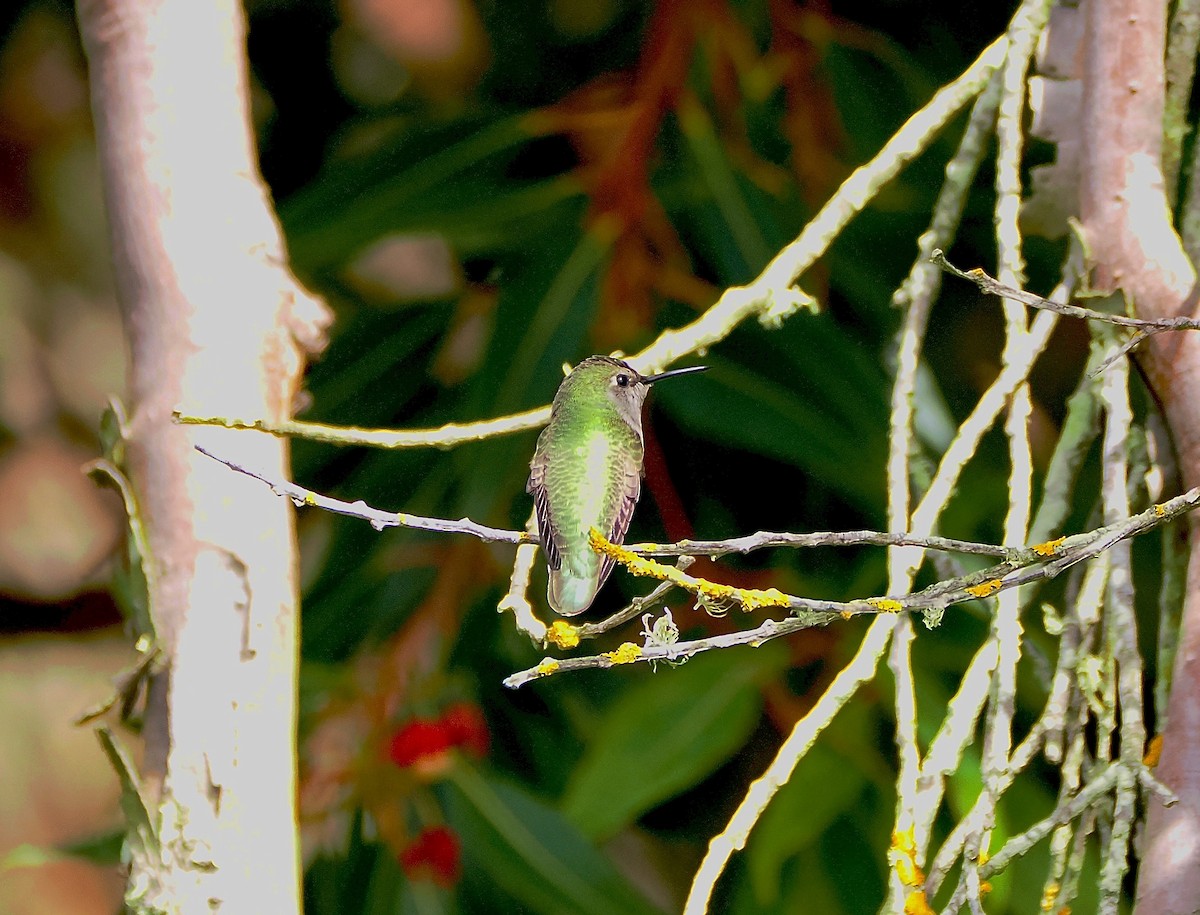 Anna's Hummingbird - ML642678900