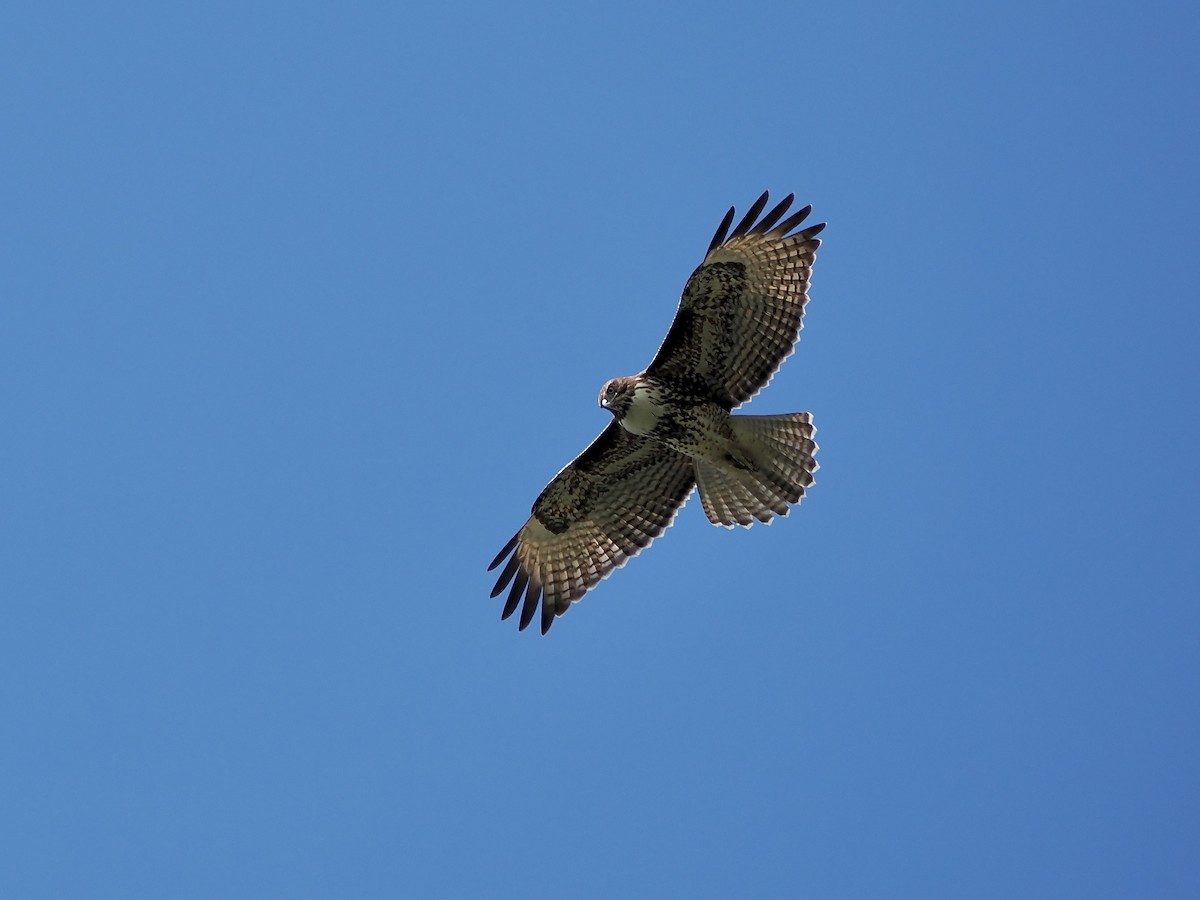 Red-tailed Hawk - ML642678905