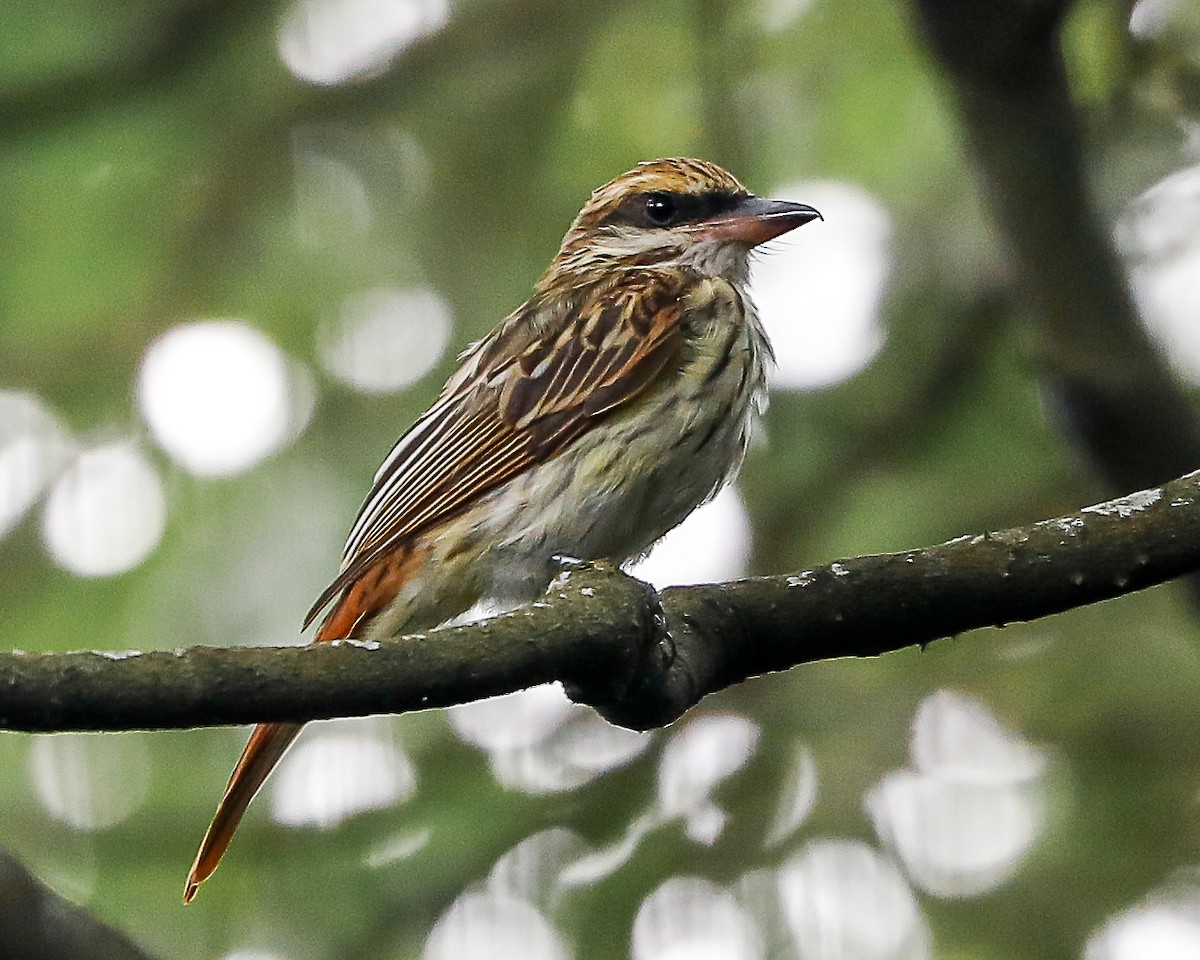 Streaked Flycatcher - ML642678913
