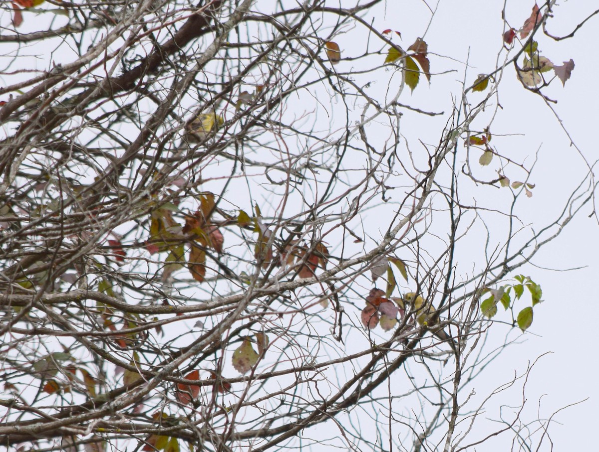 American Goldfinch - ML642678920