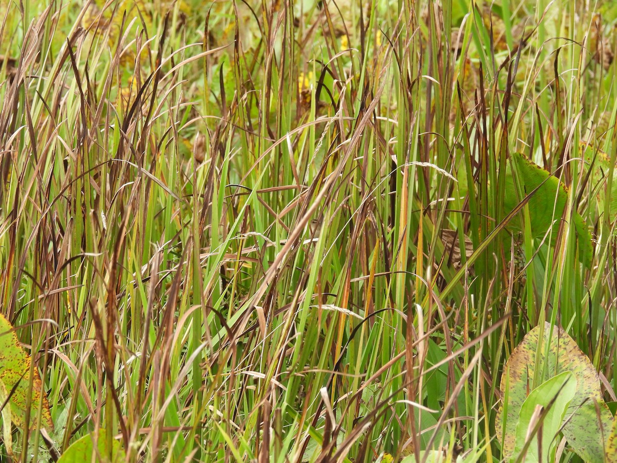 Marsh Wren - ML642678922
