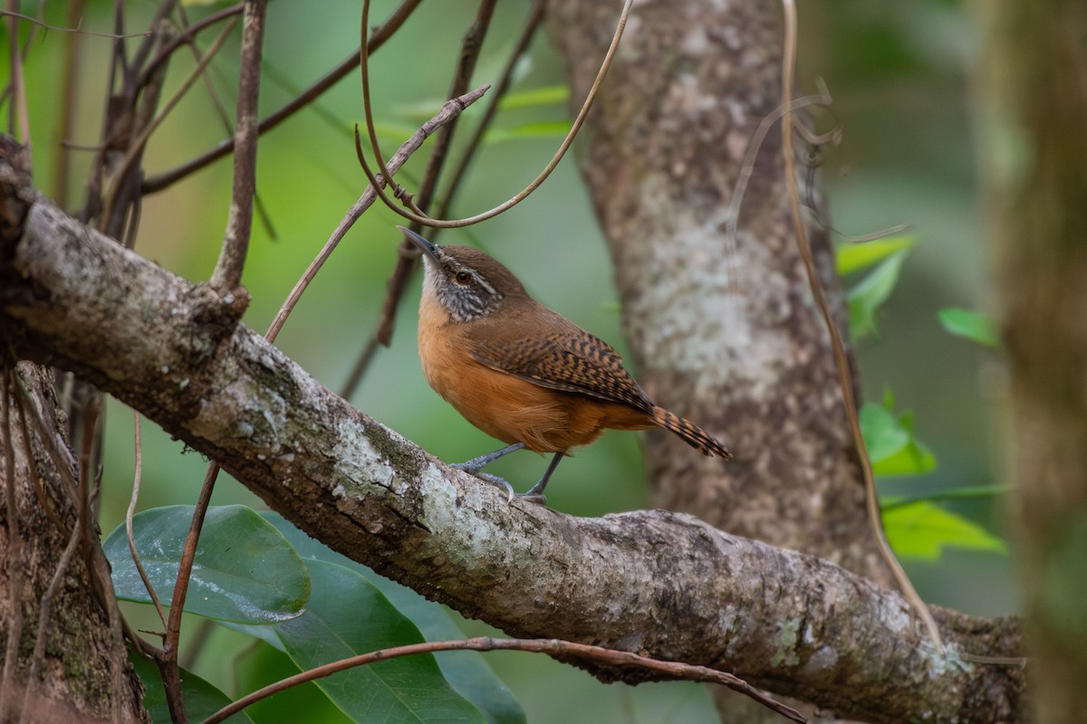 Buff-breasted Wren - ML642678923