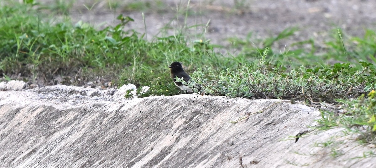Black Phoebe - ML642678924