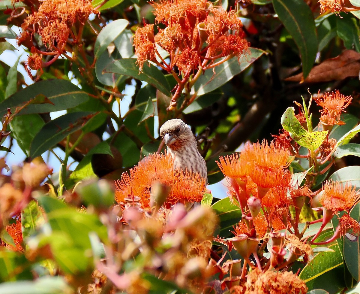 House Finch - ML642678925