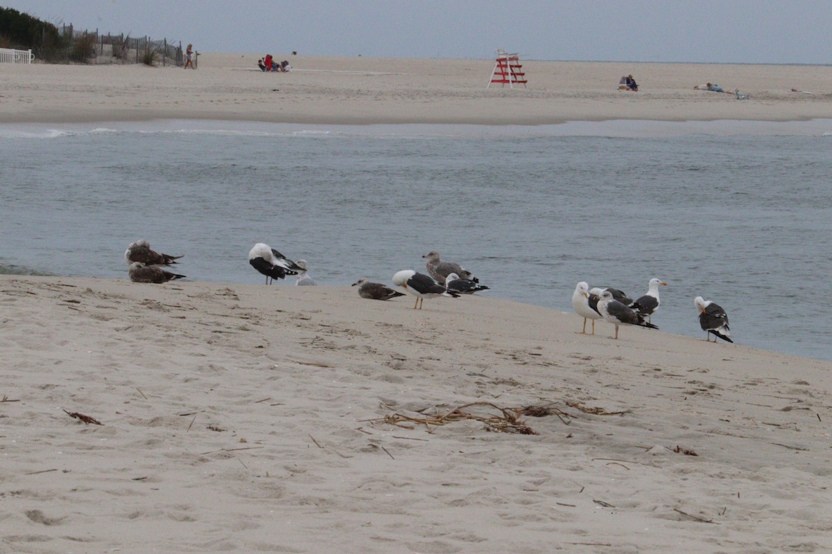 Lesser Black-backed Gull - ML642678926