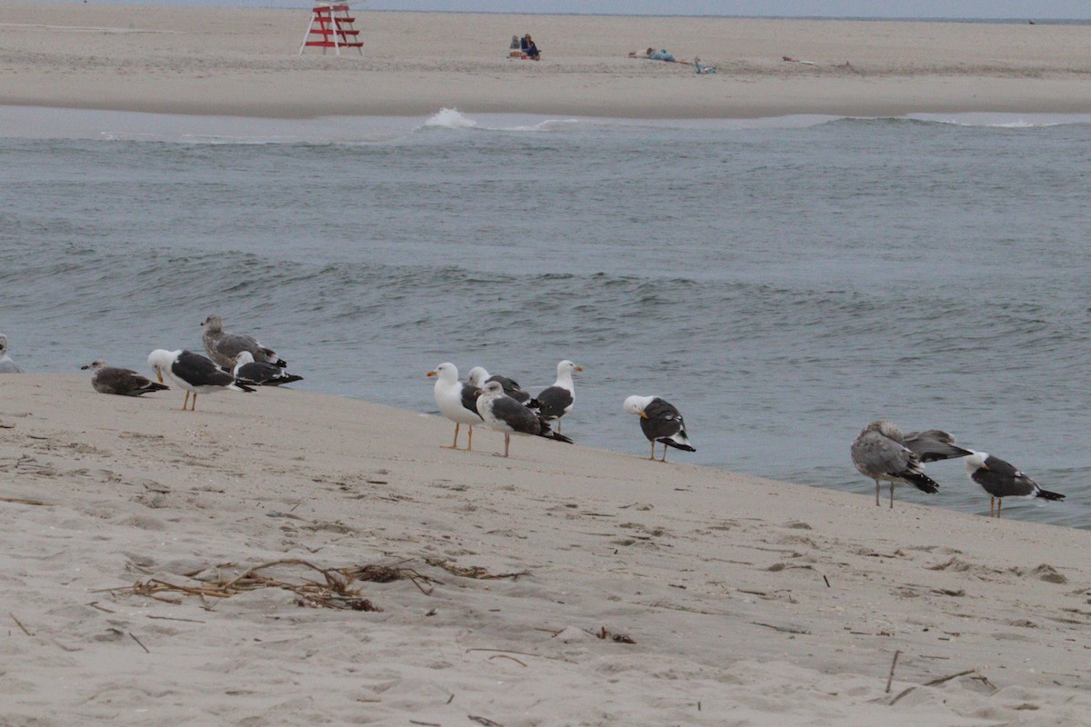 Lesser Black-backed Gull - ML642678927
