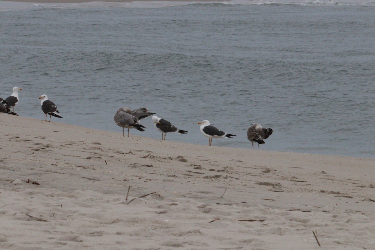 Lesser Black-backed Gull - ML642678928