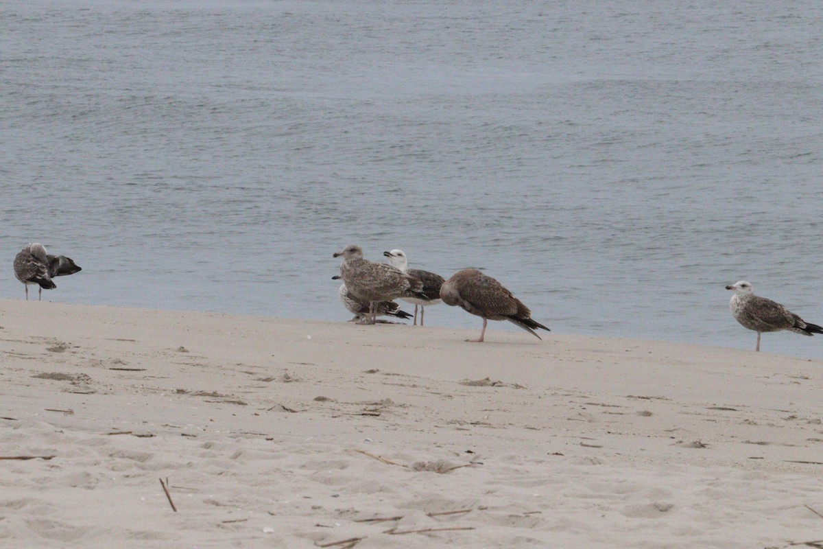 Lesser Black-backed Gull - ML642678929