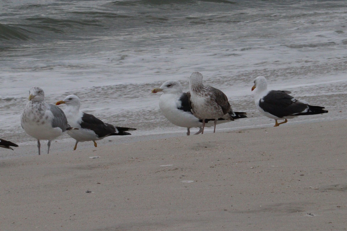 Lesser Black-backed Gull - ML642678930