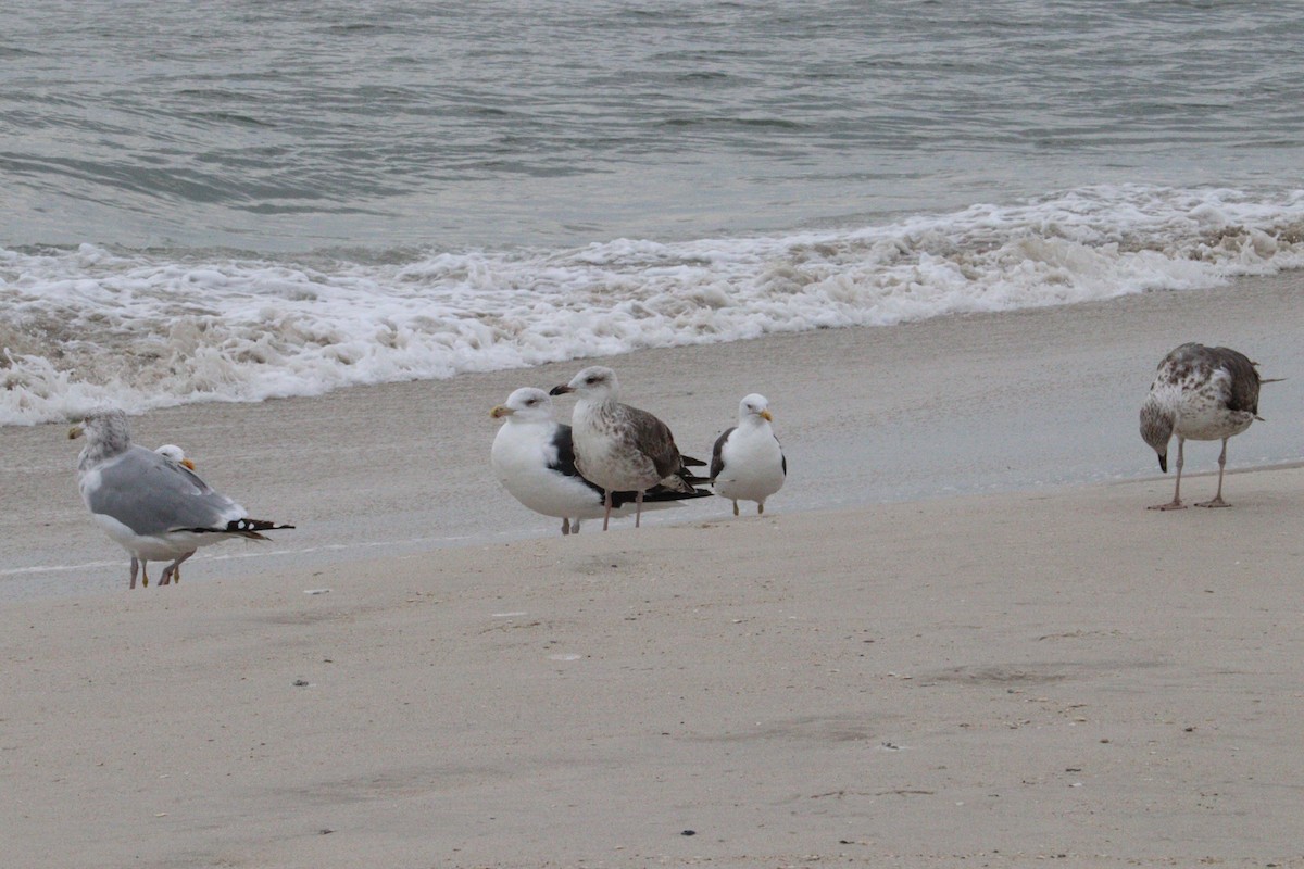 Lesser Black-backed Gull - ML642678931