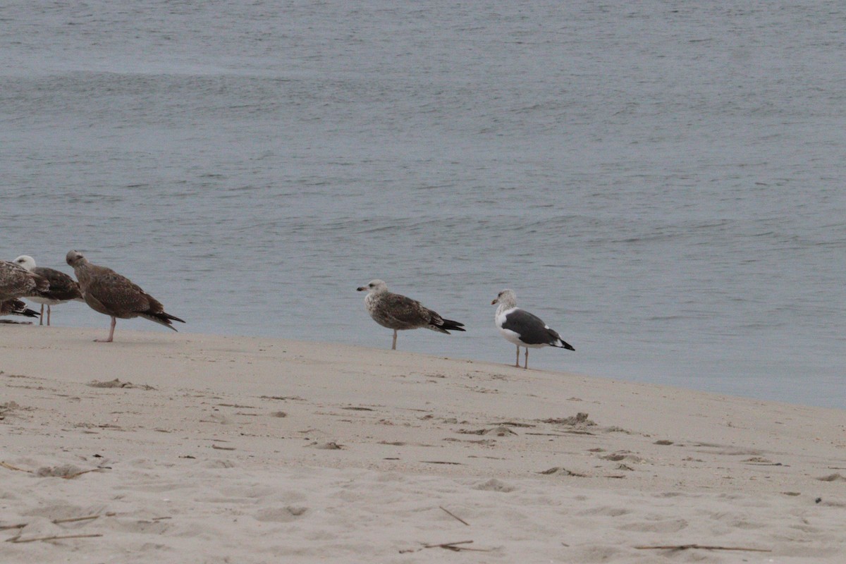 Lesser Black-backed Gull - ML642678932
